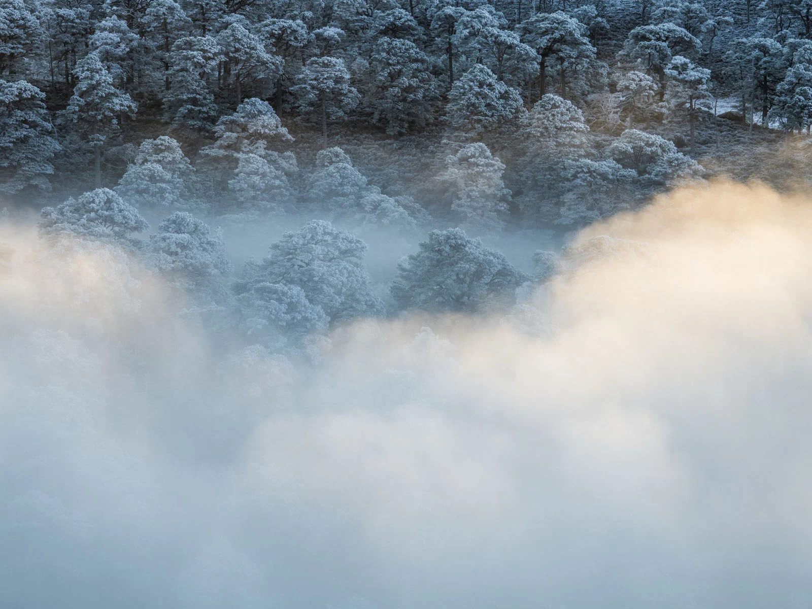 Natural Landscape Photography Awards 2026’nın Kazananları Açıklandı 54 A dense forest of frost-covered trees emerges from a thick layer of low-hanging clouds, illuminated by golden sunlight on the right.