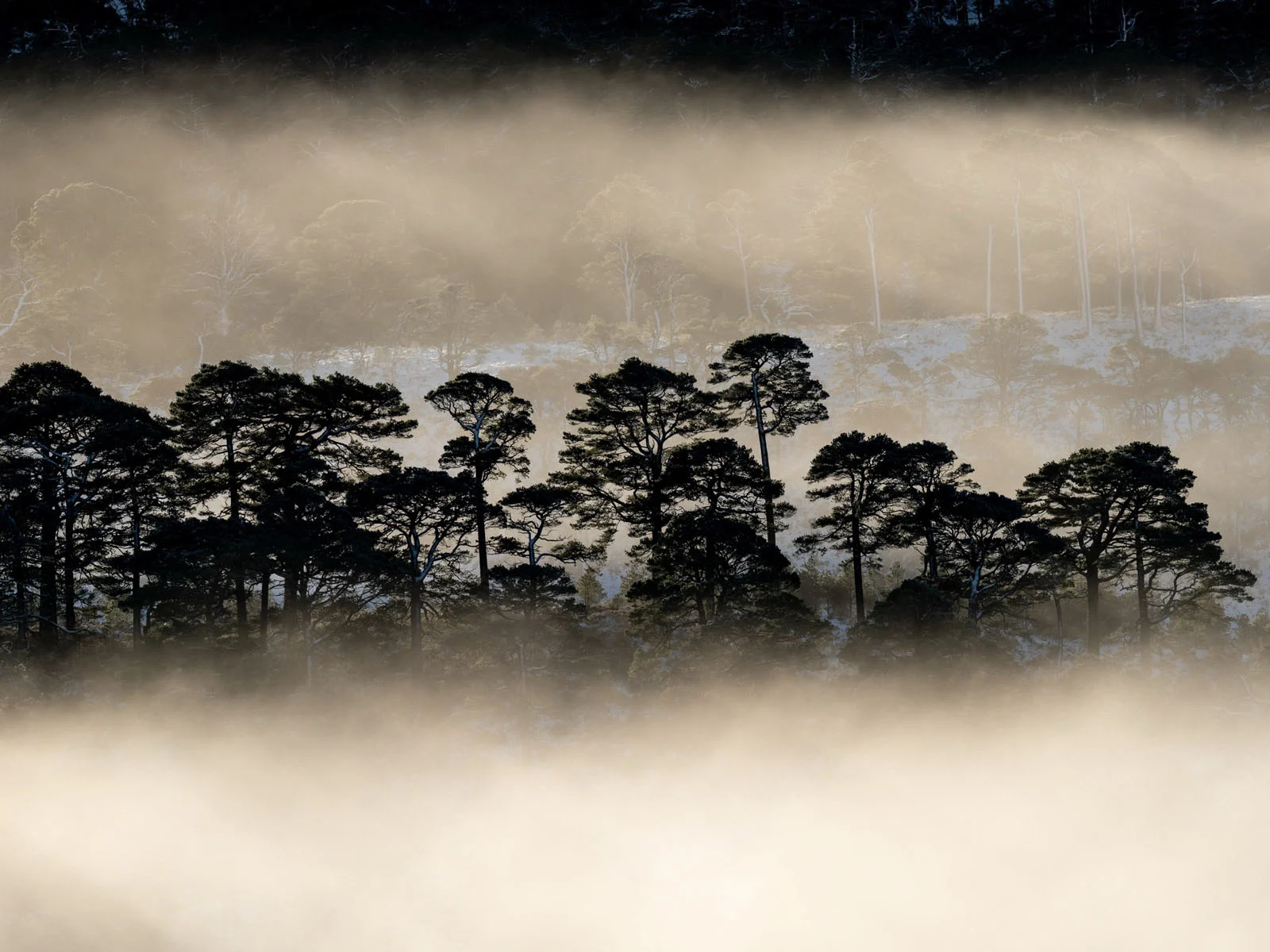 Natural Landscape Photography Awards 2026’nın Kazananları Açıklandı 55 A row of dark pine trees stands amidst a thick, golden-hued fog, with hints of snow visible on the ground behind them.