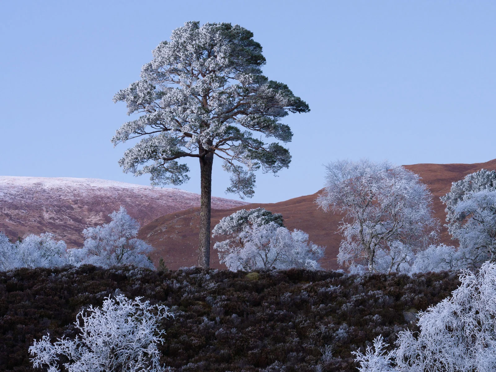 Natural Landscape Photography Awards 2026’nın Kazananları Açıklandı 56 A large, frost-covered pine tree stands prominently on a dark, heather-covered hillside against a backdrop of rolling, snow-dusted mountains.