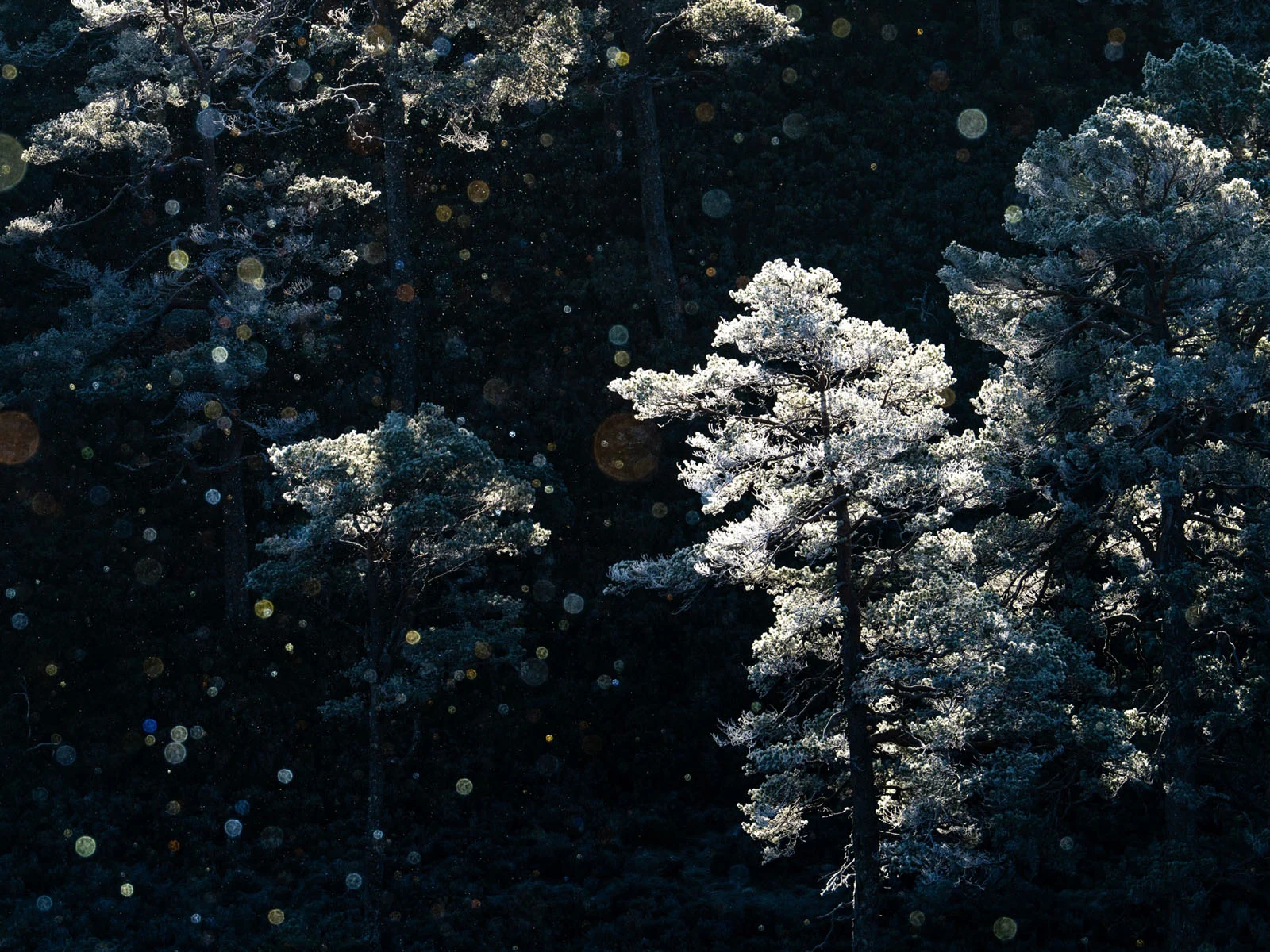 Natural Landscape Photography Awards 2026’nın Kazananları Açıklandı 57 Frost-covered pine trees stand against a dark background, illuminated by sunlight with visible floating dust particles.