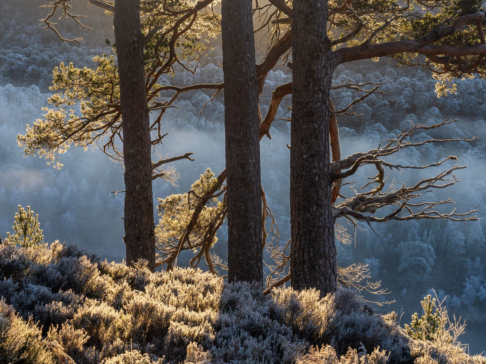 Natural Landscape Photography Awards 2026’nın Kazananları Açıklandı 59 Three tall pine trees stand in the foreground, backlit by golden sunlight, overlooking a misty, frost-covered forest valley.