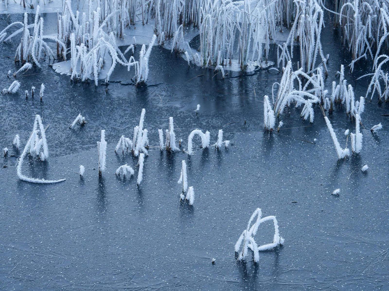 Natural Landscape Photography Awards 2026’nın Kazananları Açıklandı 60 Frost-covered reeds emerge from a dark, frozen pond surface speckled with tiny air bubbles.