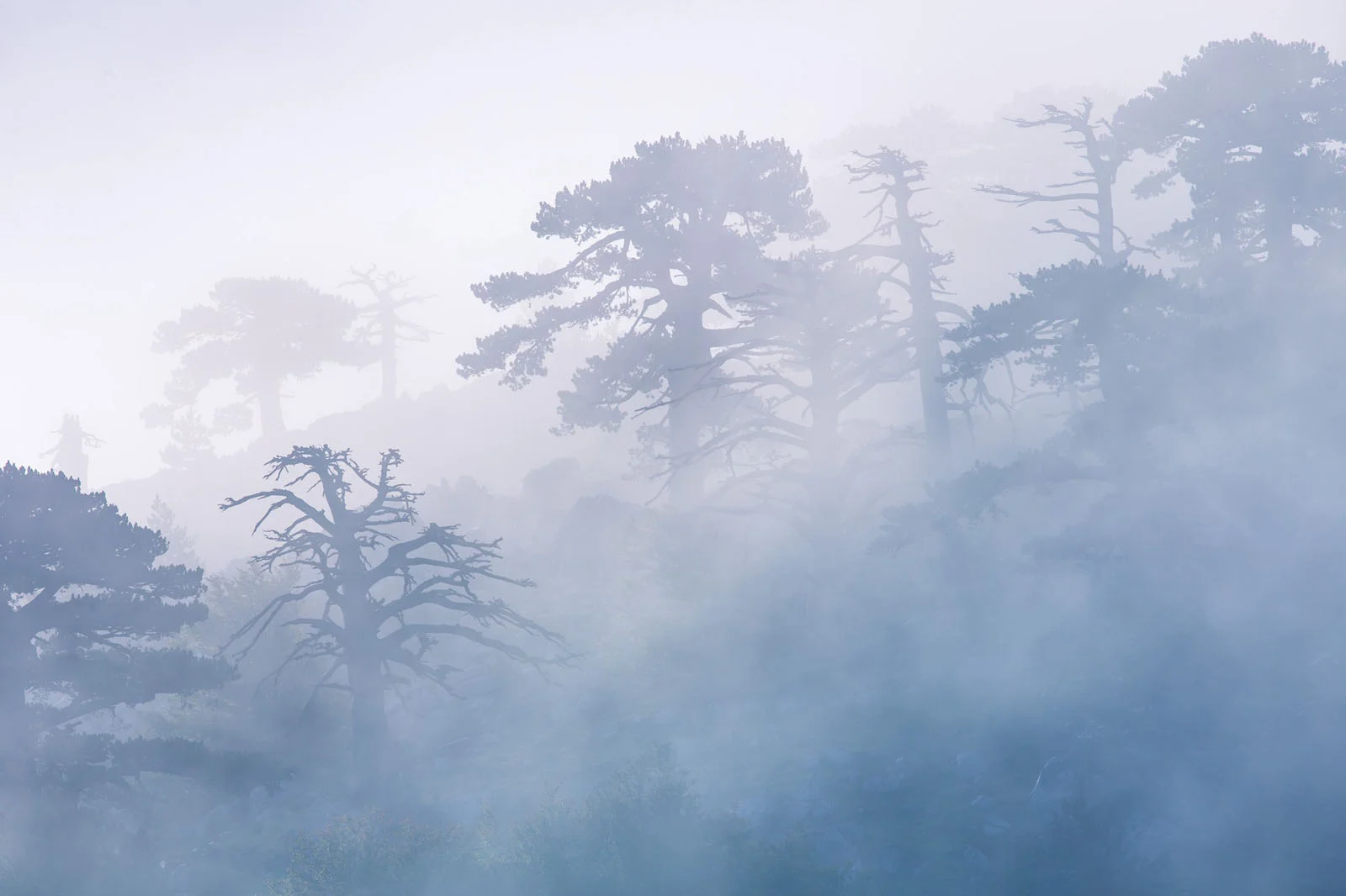 Natural Landscape Photography Awards 2026’nın Kazananları Açıklandı 64 Silhouetted pine trees emerge through a dense, blue-toned fog on a hillside.