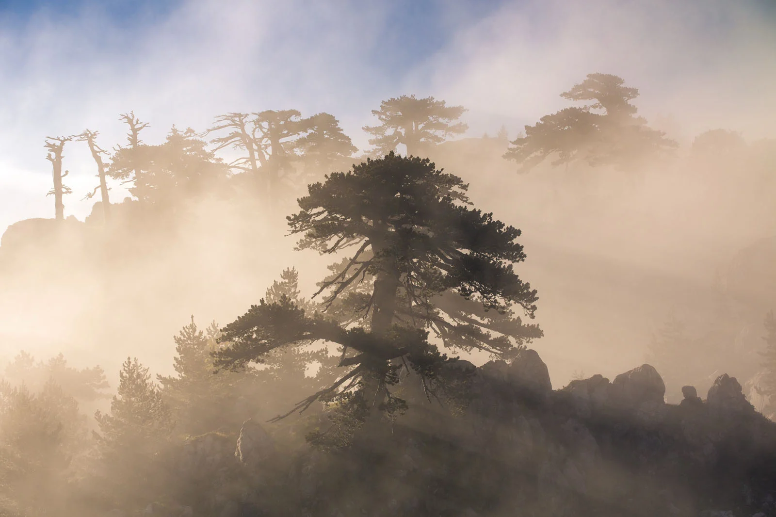 Natural Landscape Photography Awards 2026’nın Kazananları Açıklandı 63 A large, gnarled pine tree stands on a rocky ridge, surrounded by thick, golden-lit fog and silhouettes of other trees.