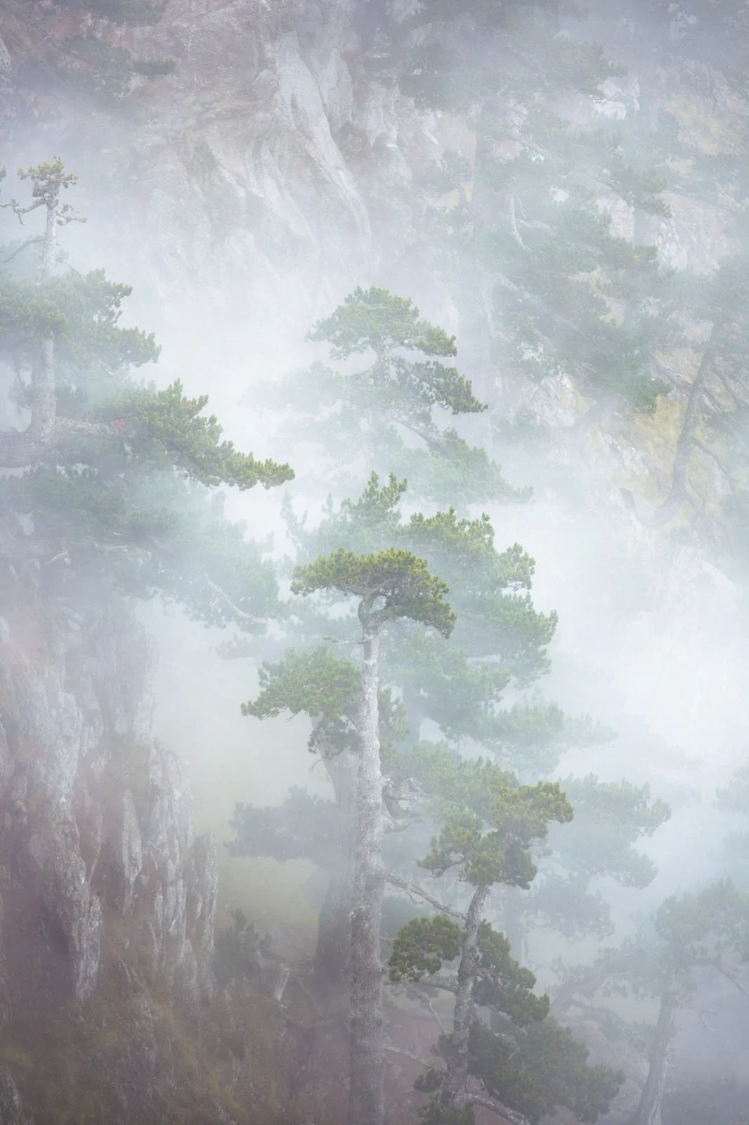 Natural Landscape Photography Awards 2026’nın Kazananları Açıklandı 69 Pine trees cling to a steep, rocky cliff face partially obscured by thick, white fog.