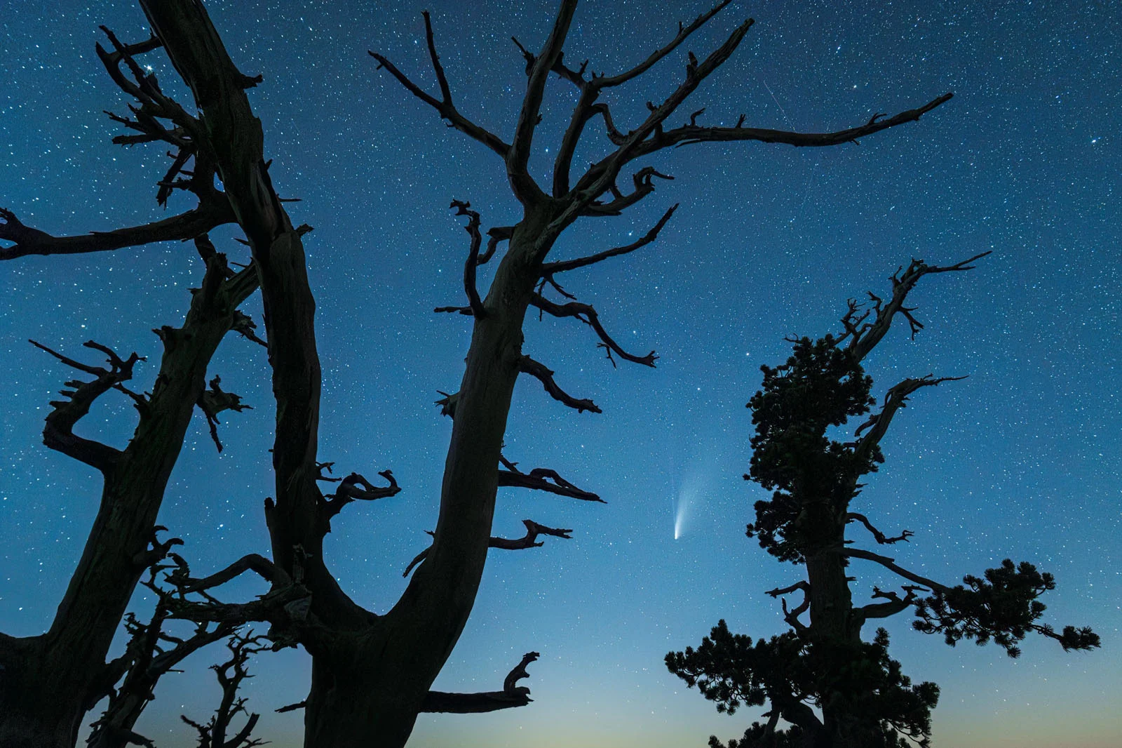 Natural Landscape Photography Awards 2026’nın Kazananları Açıklandı 67 Silhouetted trees frame a starry night sky featuring a bright comet with a visible tail.