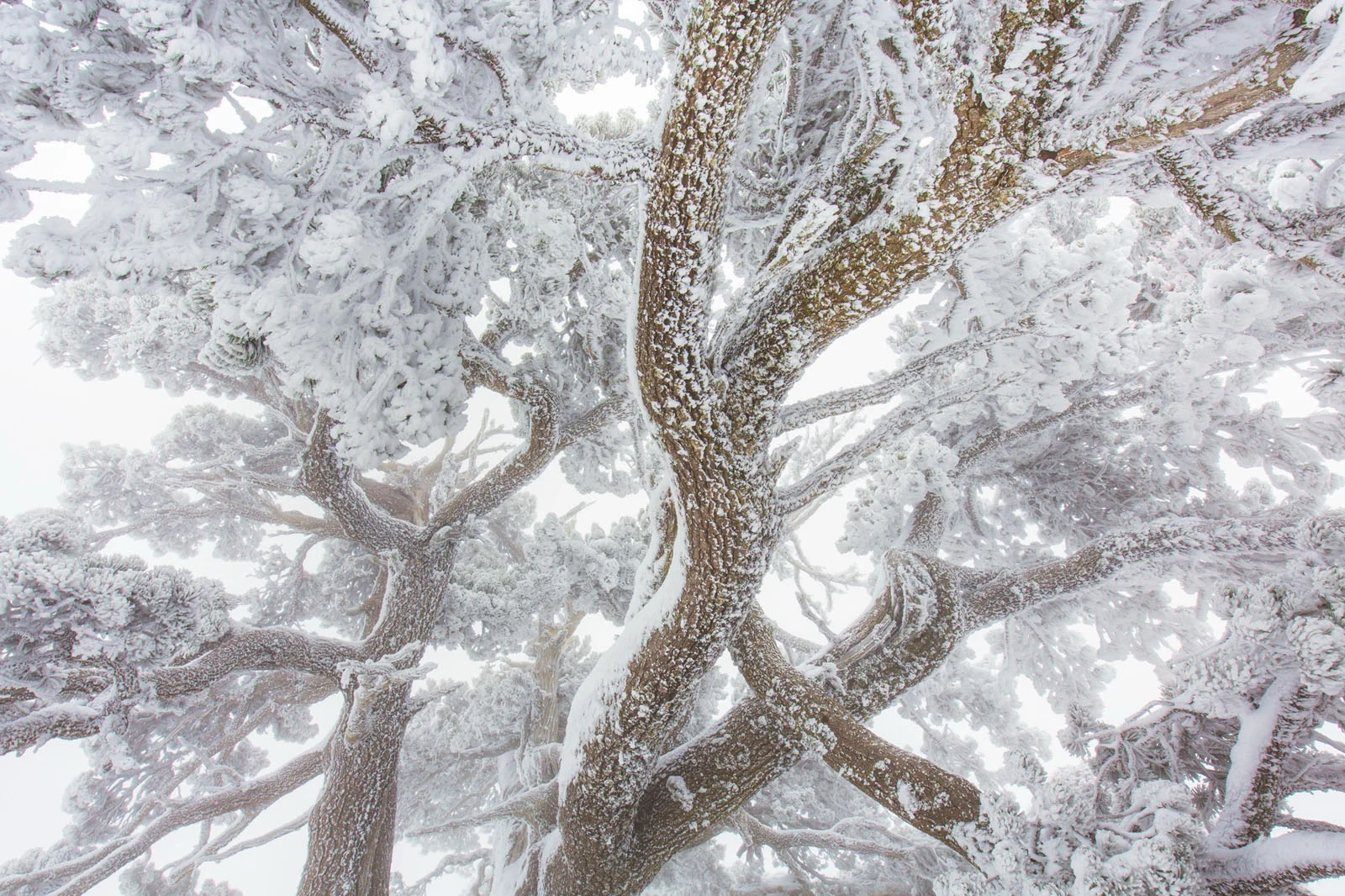 Natural Landscape Photography Awards 2026’nın Kazananları Açıklandı 66 A low-angle view looking up into the thick, snow-covered branches and textured bark of a large tree.
