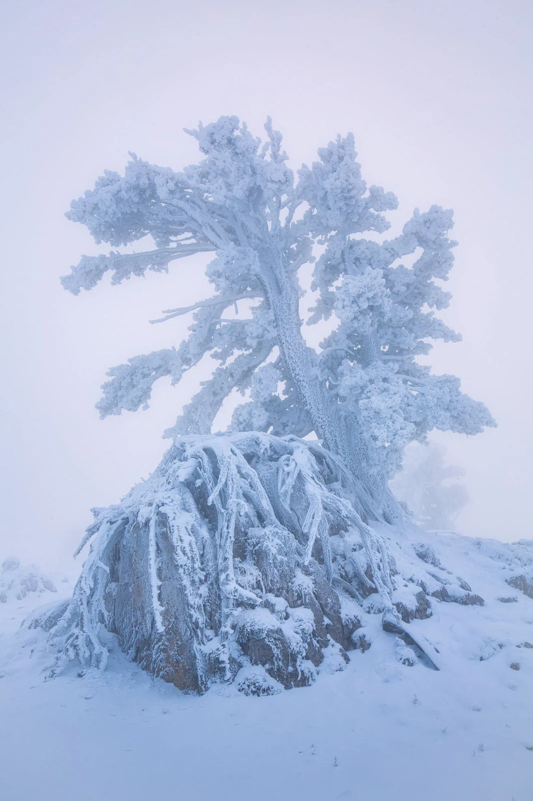 Natural Landscape Photography Awards 2026’nın Kazananları Açıklandı 68 A snow-covered tree with exposed roots growing over a large rock in a foggy, winter landscape.