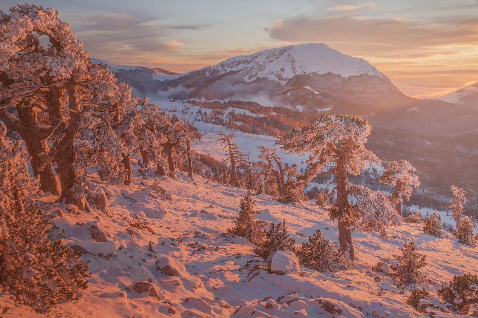 Natural Landscape Photography Awards 2026’nın Kazananları Açıklandı 65 Snow-covered trees stand on a mountain slope during a golden sunrise, with a large, snow-capped peak in the background.