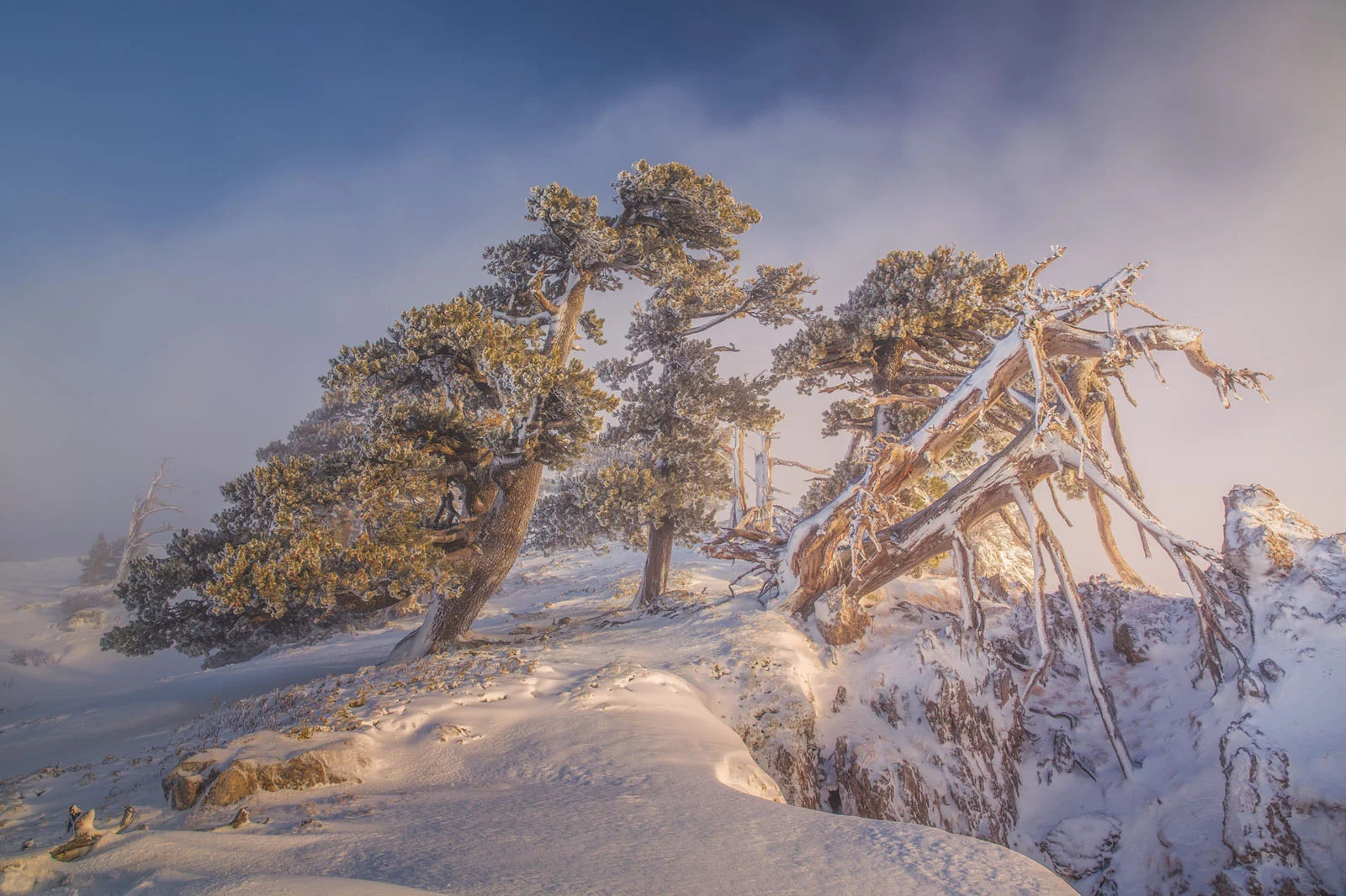 Natural Landscape Photography Awards 2026’nın Kazananları Açıklandı 62 Snow-covered trees and rugged rock formations stand on a misty, frozen mountainside under a soft, golden light.