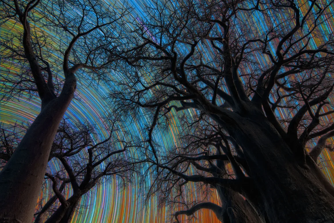 Astronomy Photographer of the Year 2026: Bu Dünyadan Olmayan 31 Kazanan 39 Silhouetted baobab trees frame a long-exposure night sky filled with colorful, circular star trails.
