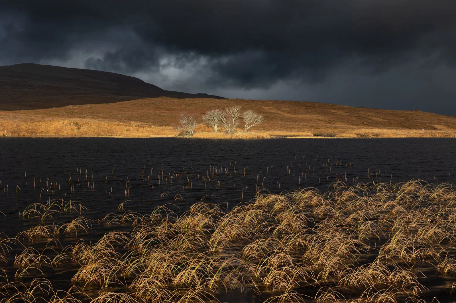 Natural Landscape Photography Awards 2026’nın Kazananları Açıklandı 97 A dark, stormy sky hangs over a golden-brown hillside and a small cluster of bare trees beside a dark lake with reeds.