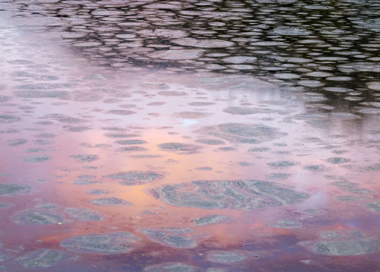 Natural Landscape Photography Awards 2026’nın Kazananları Açıklandı 99 A surface of water covered in circular patches of dark sediment, reflecting a soft pink and orange sky.