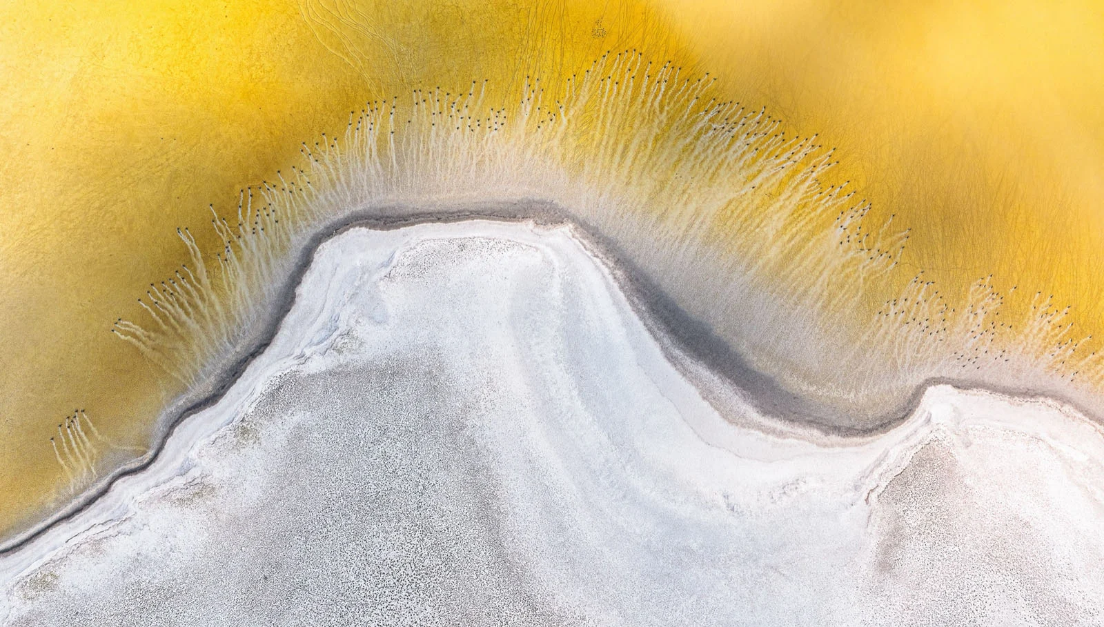 Natural Landscape Photography Awards 2026’nın Kazananları Açıklandı 98 An aerial view shows a stark contrast between a white, textured salt flat and a vibrant yellow body of water, with small dark birds gathered along the shoreline.
