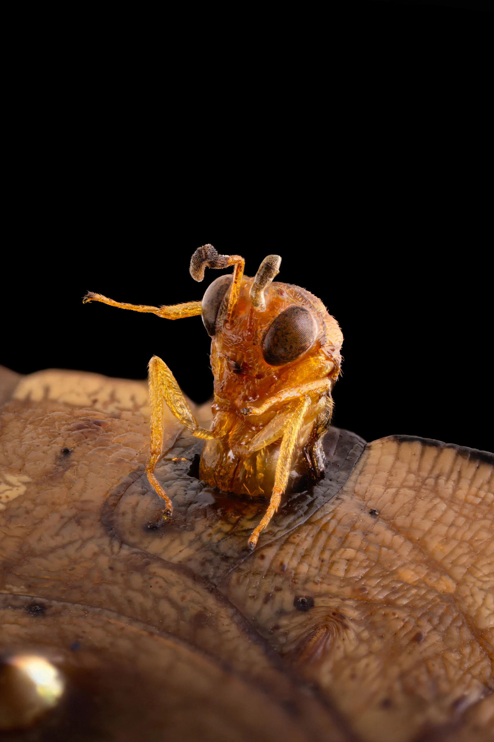 Nikon Small World 2026 Kazananları Açıklandı: Mikroskobik Dünyadan Büyüleyici Görüntüler 28 A macro shot shows a small, golden-brown insect emerging from a hole in a textured, tan-colored surface against a black background.