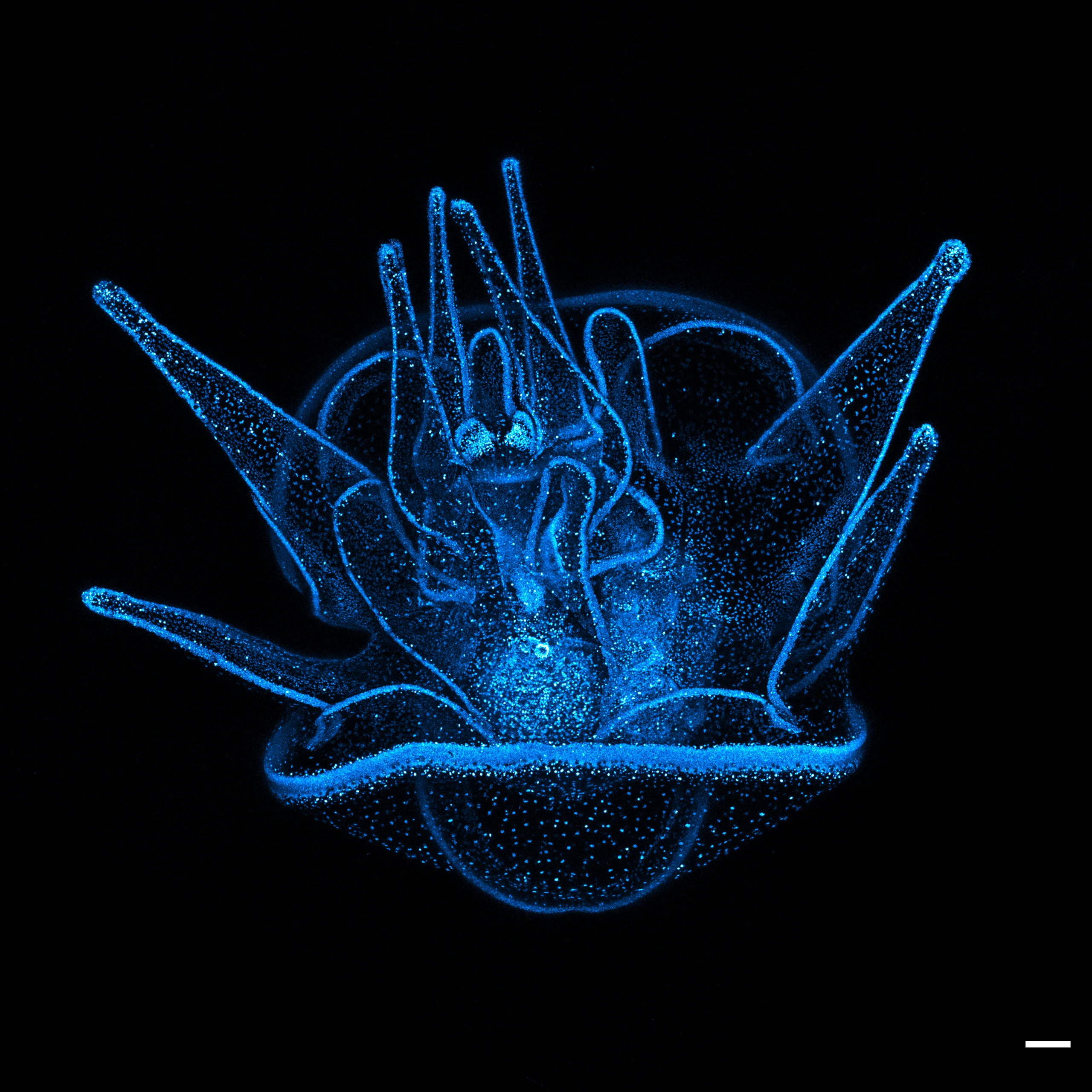 Nikon Small World 2026 Kazananları Açıklandı: Mikroskobik Dünyadan Büyüleyici Görüntüler 29 A bioluminescent, translucent marine larva with multiple pointed appendages glows bright blue against a solid black background.