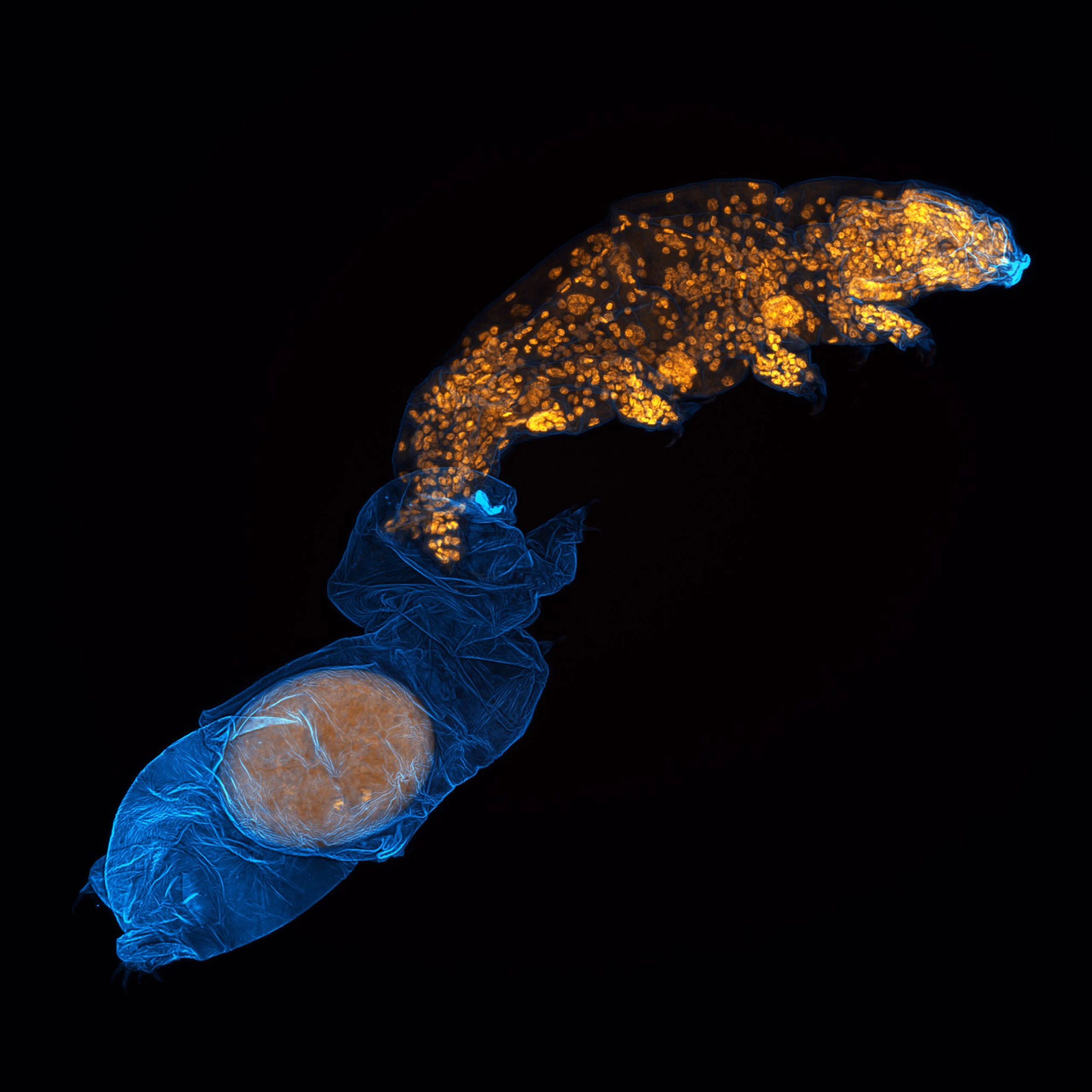 Nikon Small World 2026 Kazananları Açıklandı: Mikroskobik Dünyadan Büyüleyici Görüntüler 30 A fluorescent microscopic image shows a tardigrade molting, with its orange-stained internal structures emerging from a blue-tinted, translucent shed exoskeleton.