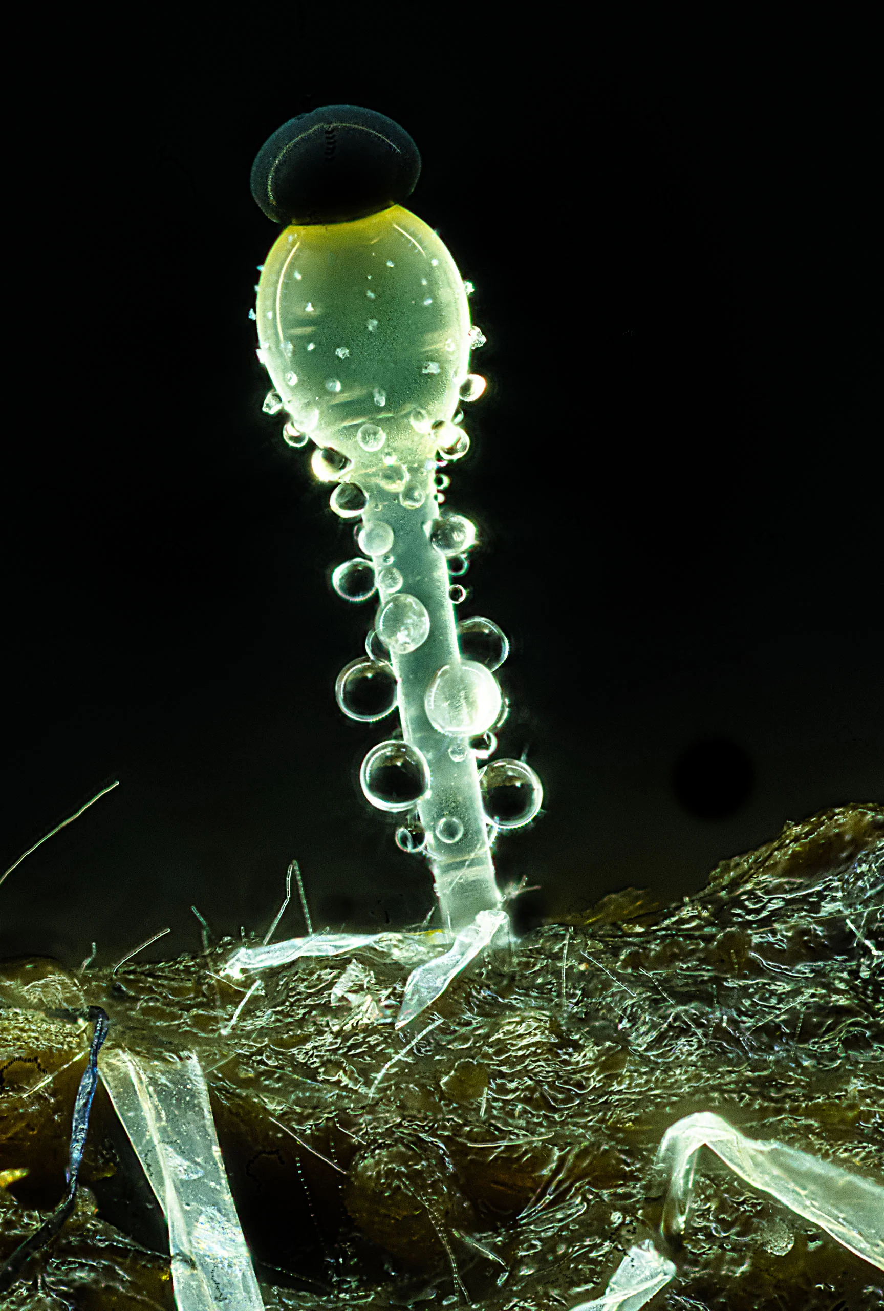 Nikon Small World 2026 Kazananları Açıklandı: Mikroskobik Dünyadan Büyüleyici Görüntüler 32 A microscopic, translucent, club-shaped organism with a dark cap stands upright on a textured surface, covered in small, clear droplets.