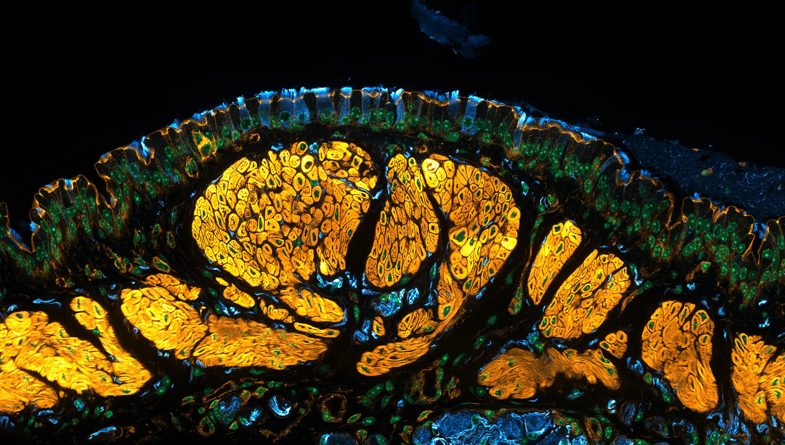 Nikon Small World 2026 Kazananları Açıklandı: Mikroskobik Dünyadan Büyüleyici Görüntüler 33 A microscopic cross-section shows a layer of ciliated epithelial cells above dense, orange-stained muscle tissue.