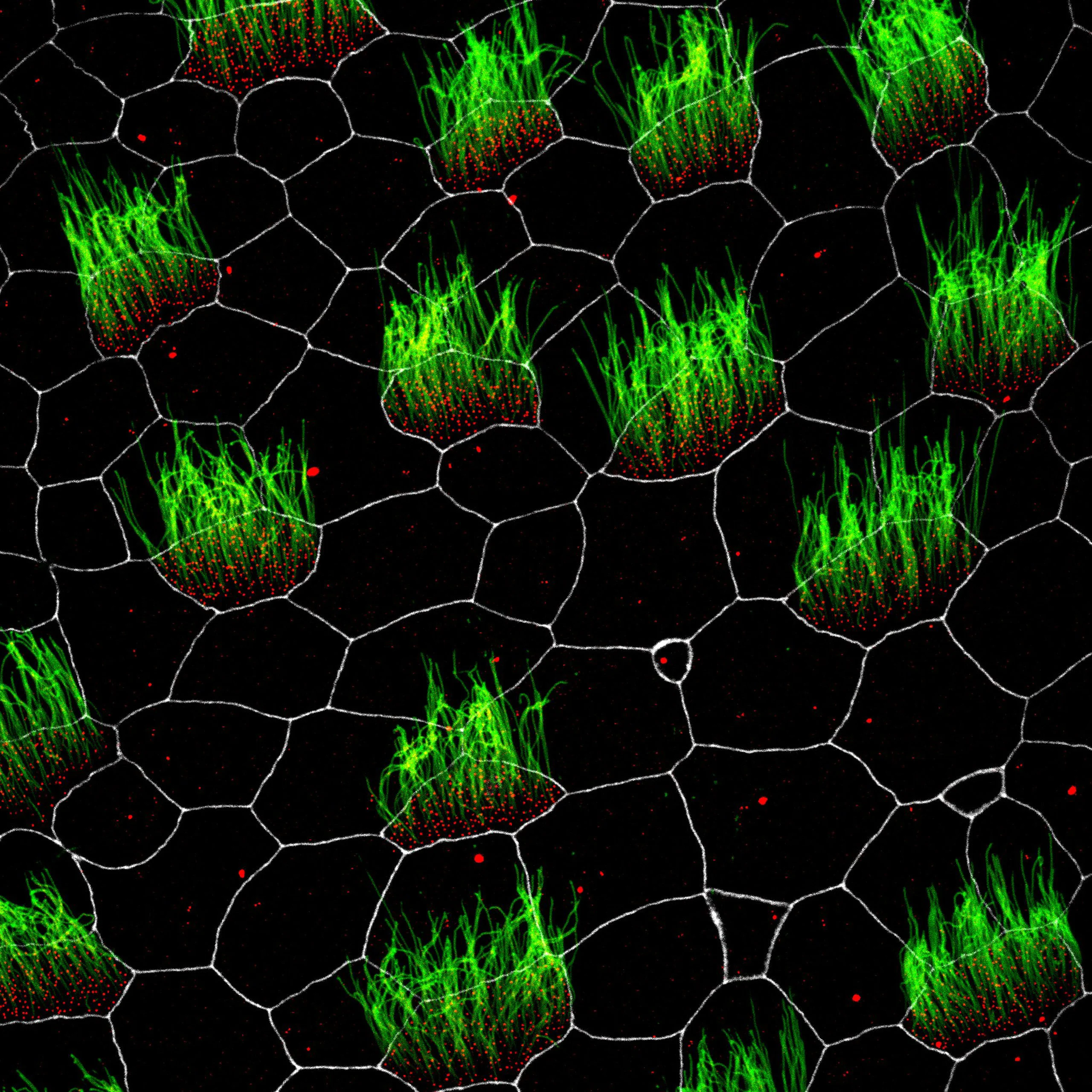 Nikon Small World 2026 Kazananları Açıklandı: Mikroskobik Dünyadan Büyüleyici Görüntüler 34 A fluorescence microscopy image showing a honeycomb-like grid of white cell boundaries, with clusters of green cilia and red basal bodies emerging from some of the cells.