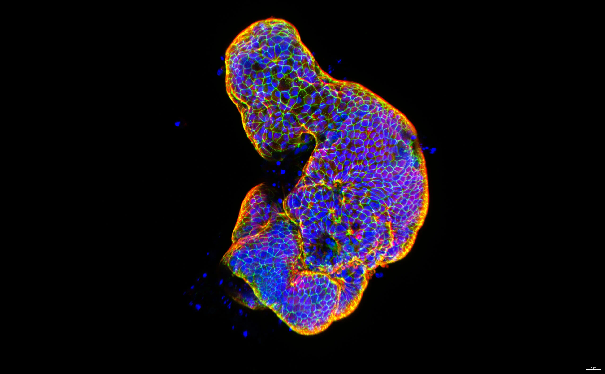 Nikon Small World 2026 Kazananları Açıklandı: Mikroskobik Dünyadan Büyüleyici Görüntüler 35 A fluorescence microscopy image shows a cluster of cells with a honeycomb-like structure, featuring blue nuclei and vibrant, multi-colored cell membranes against a black background.