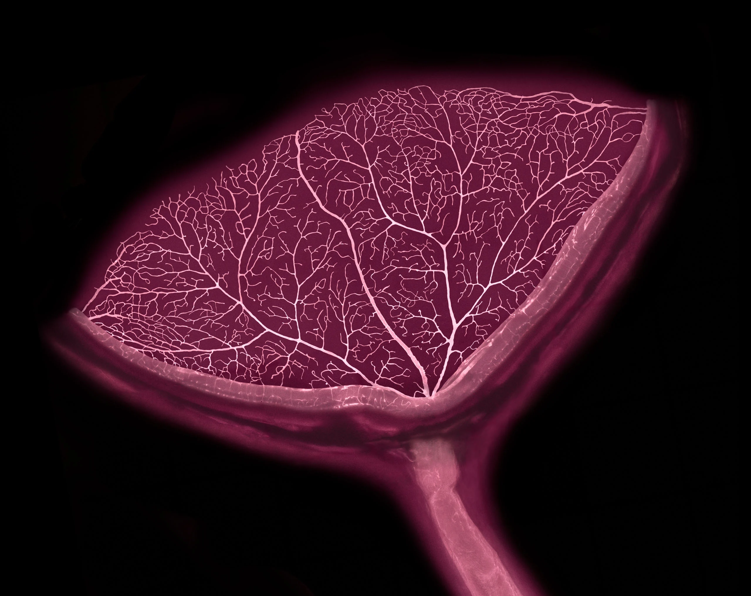 Nikon Small World 2026 Kazananları Açıklandı: Mikroskobik Dünyadan Büyüleyici Görüntüler 37 A close-up, pink-toned scan shows a fan-shaped structure with a dense, branching network of veins radiating from a central stem.