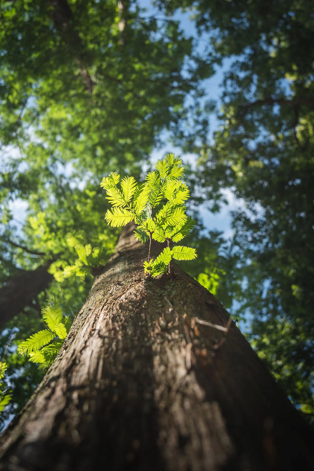 TTArtisan AF 24mm f/3.8 Mini: Sony E Mount için 57 Gramlık Pancake Objektif 26 A low-angle view looking up a tree trunk with bright green, feathery leaves sprouting from the bark against a blue sky.