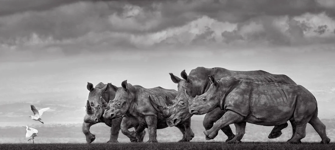 Epson International Pano Awards 2026 Kazananları Açıklandı 18 Dört gergedan bulutlu gökyüzünün altında çimenlik arazide tek sıra halinde ilerlerken yakınlarında iki beyaz kuş uçuyor.