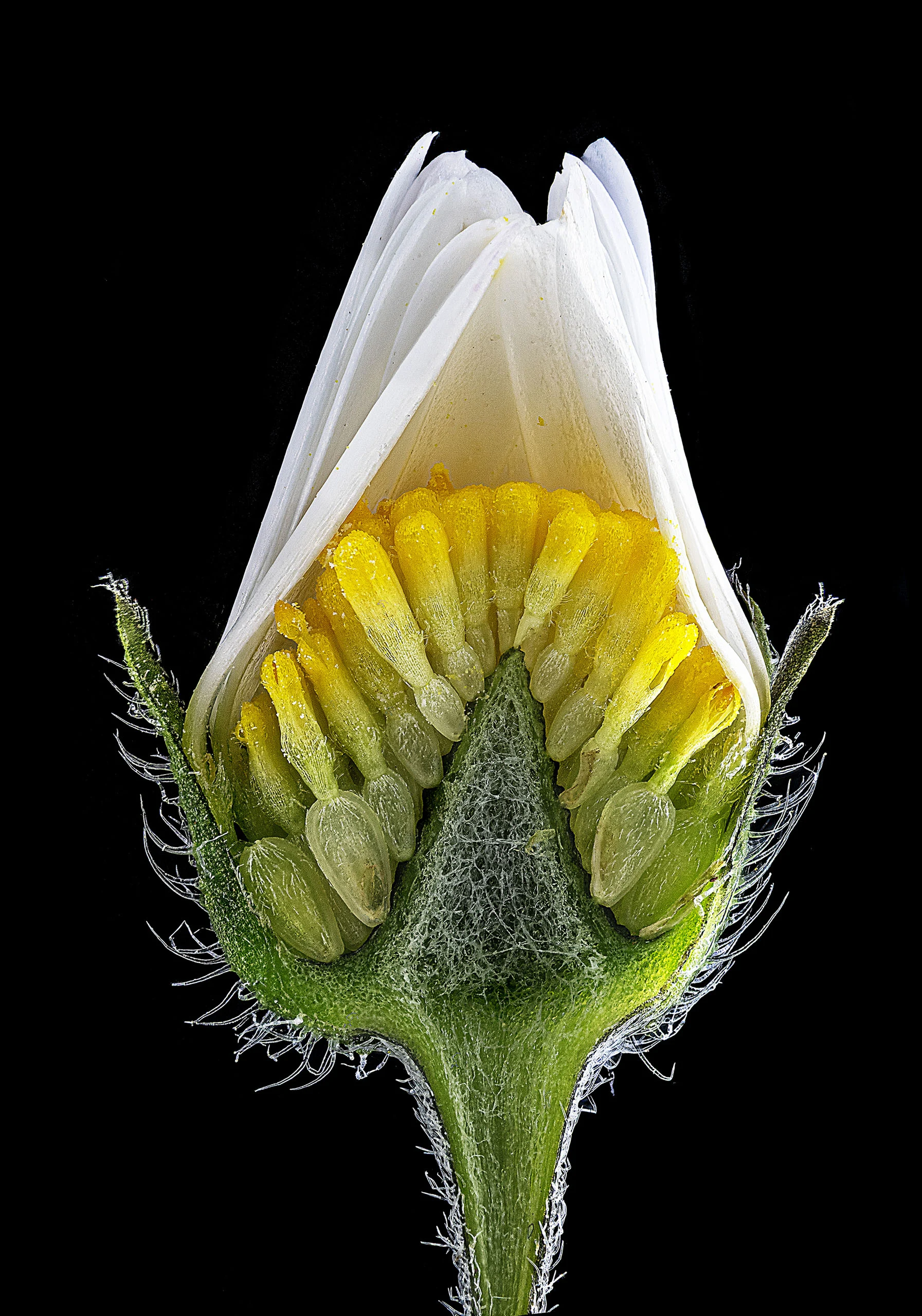 Nikon Small World 2026 Kazananları Açıklandı: Mikroskobik Dünyadan Büyüleyici Görüntüler 23 A cross-section of a daisy flower bud reveals the internal structure of its developing florets, receptacle, and white petals against a black background.