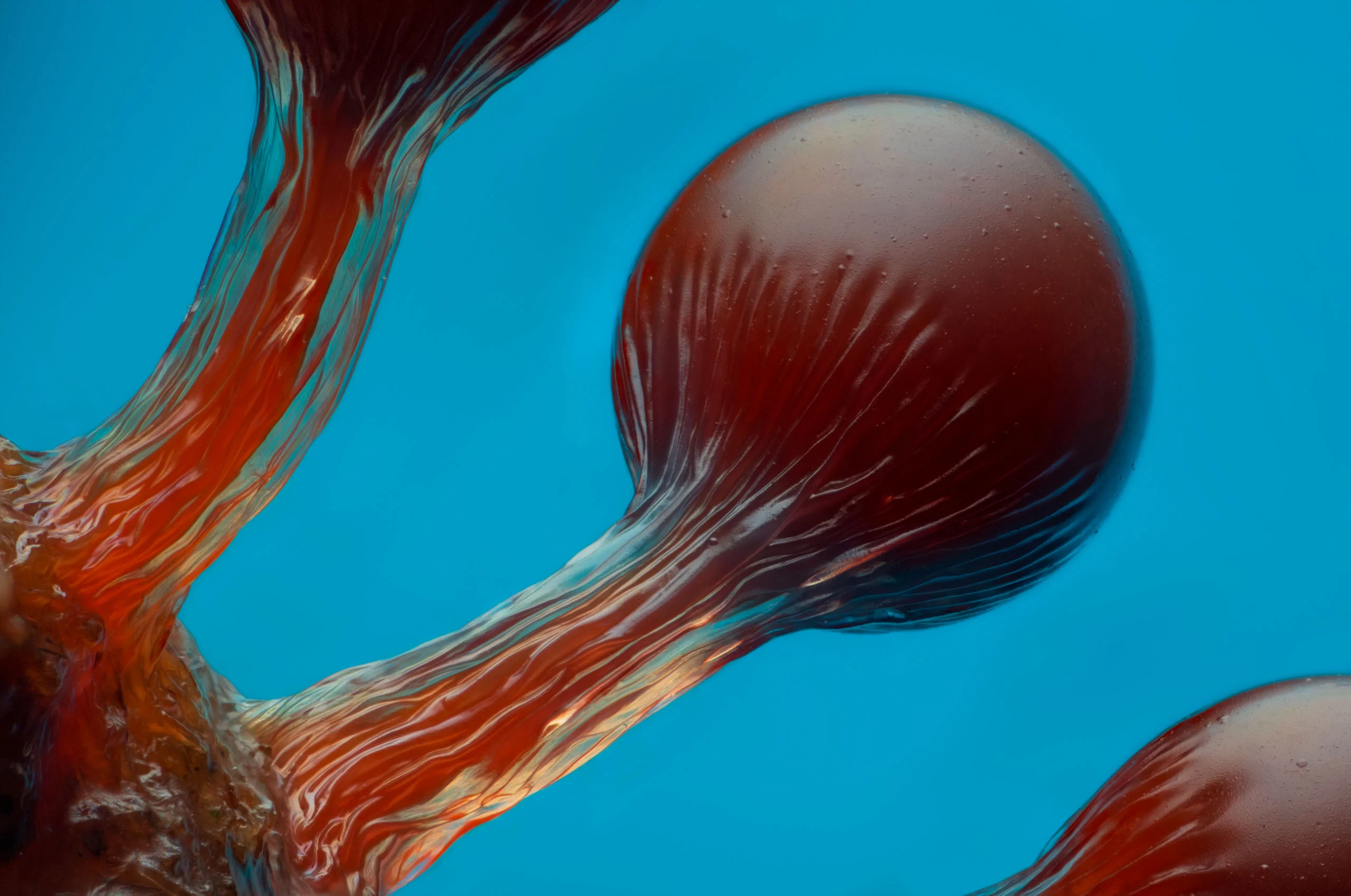 Nikon Small World 2026 Kazananları Açıklandı: Mikroskobik Dünyadan Büyüleyici Görüntüler 24 A close-up view of translucent, reddish-brown, bulbous structures with fibrous stalks against a bright blue background.