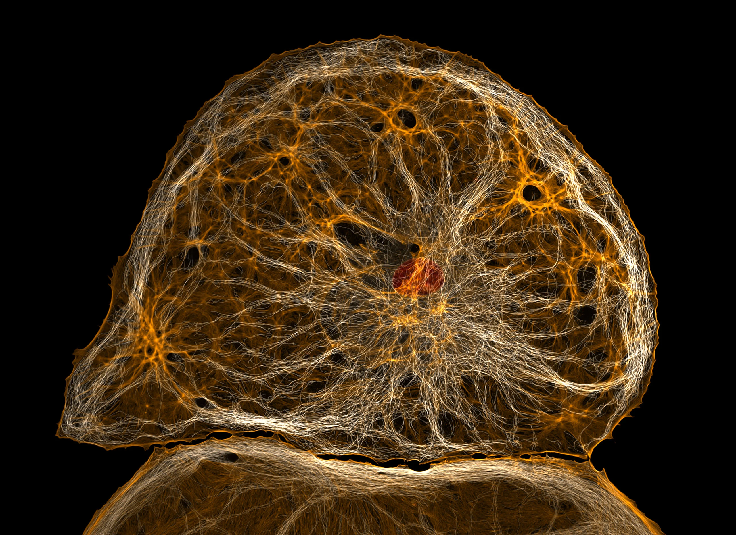 Nikon Small World 2026 Kazananları Açıklandı: Mikroskobik Dünyadan Büyüleyici Görüntüler 27 A microscopic view of a cell showing a dense, glowing orange and white network of filaments with a single red circular structure in the center.
