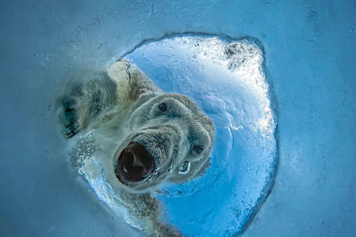 A polar bear looks up through a circular hole in the ice from underwater.