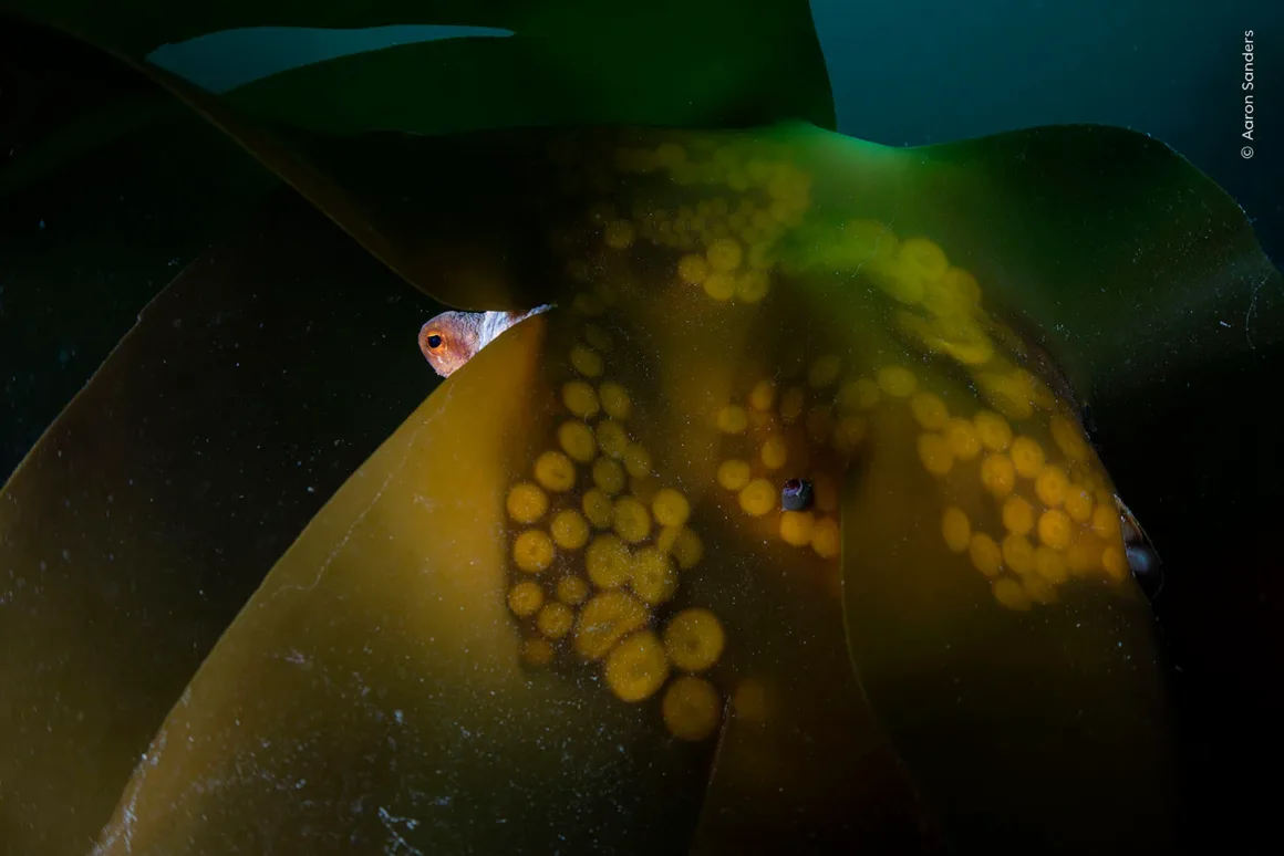 Wildlife Photographer of the Year 2026: Ölü Yavrusunu Taşıyan Fil Fotoğrafı Büyük Ödülü Kazandı 30 Bir ahtapot büyük ve yarı saydam bir yosun yaprağının arkasına saklanıyor; gözü ve vantuzları yosunun ardından görülebiliyor.