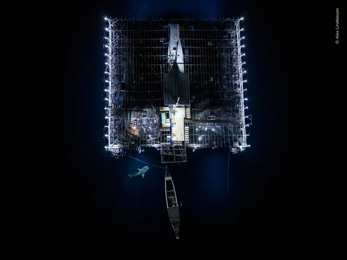 Wildlife Photographer of the Year 2026: Ölü Yavrusunu Taşıyan Fil Fotoğrafı Büyük Ödülü Kazandı 28 Gece çekilmiş havadan görüntüde su üzerinde aydınlatılmış büyük kare bir balıkçılık platformu, küçük bir tekne ve yakınında yüzen balina köpekbalığı görülüyor.