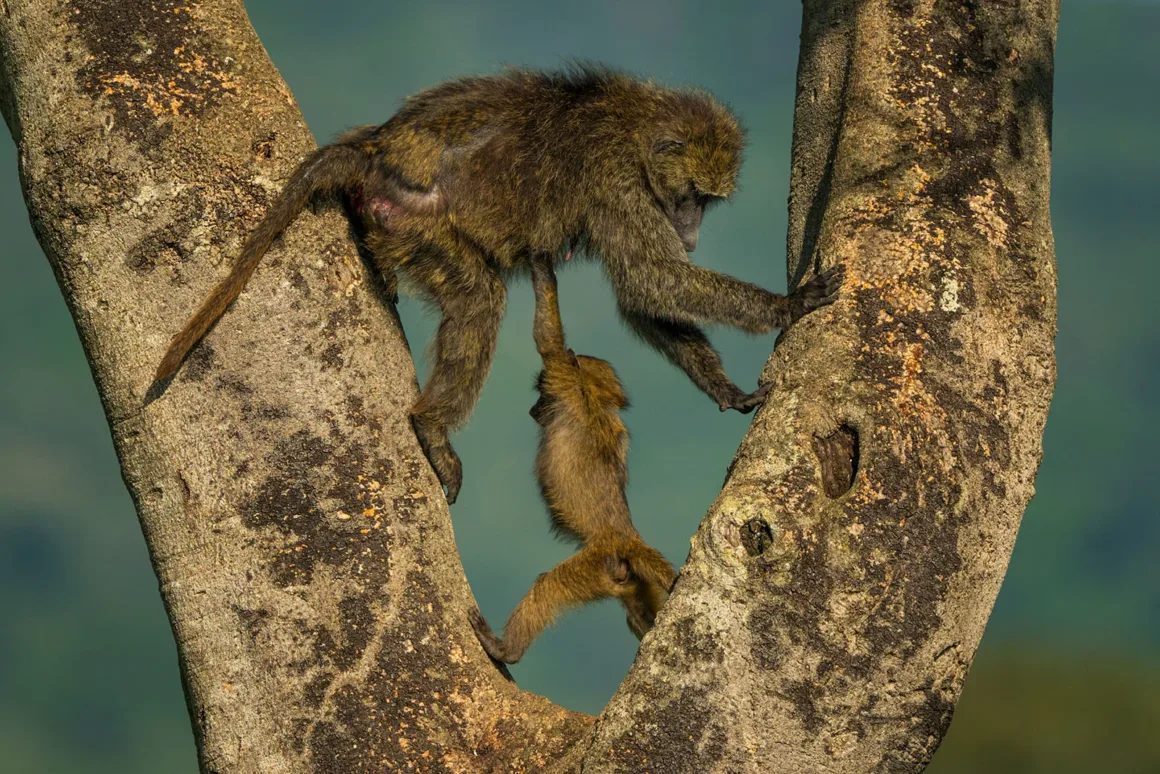 Nikon Comedy Wildlife Awards 2026’nın En Komik 33 Karesi 19 Bir anne babun ağaca tırmanırken yavrusunu tek kolundan tutuyor ve yavru aşağı doğru sarkıyor.