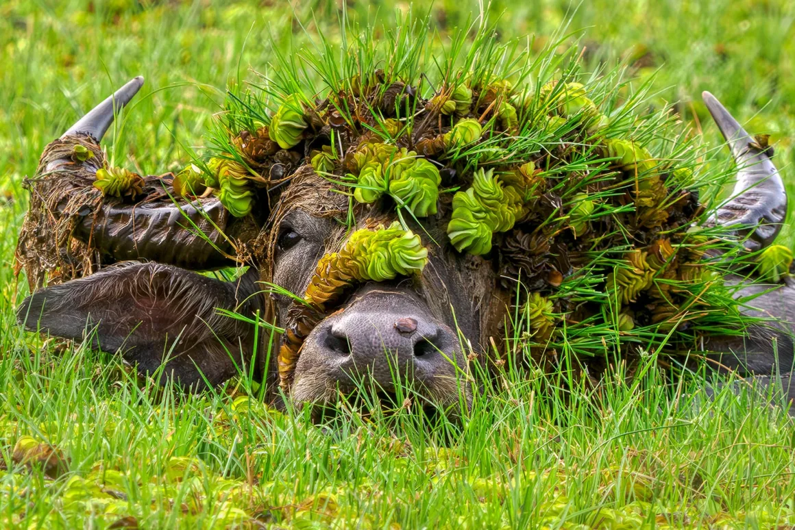 Nikon Comedy Wildlife Awards 2026’nın En Komik 33 Karesi 20 Çimenlik alanda dinlenen bir su mandasının başı ve boynuzları su bitkileri ve çamurla kaplı.