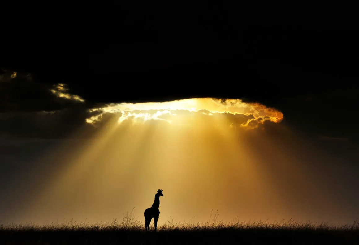 Remembering Giraffes: Dünyanın Önde Gelen Fotoğrafçıları Zürafalar İçin Bir Araya Geldi 15 Bir zürafa silüeti, koyu bulutların arasından süzülen dramatik altın renkli güneş ışığının altında çimenlik arazide duruyor.