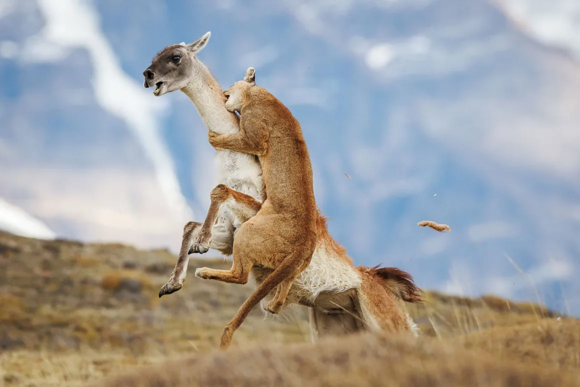 Dağlık ve çimenlik bir arazide bir puma, guanaconun sırtına sıçrayarak boynunu ısırmaya çalışıyor.