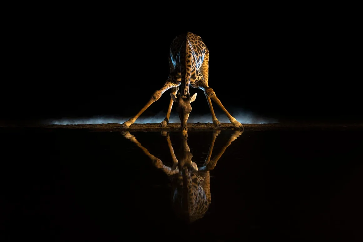Remembering Giraffes: Dünyanın Önde Gelen Fotoğrafçıları Zürafalar İçin Bir Araya Geldi 16 Bir zürafa gece karanlığında bacaklarını açarak su içiyor; karanlık su yüzeyinde kusursuz bir yansıması oluşuyor.