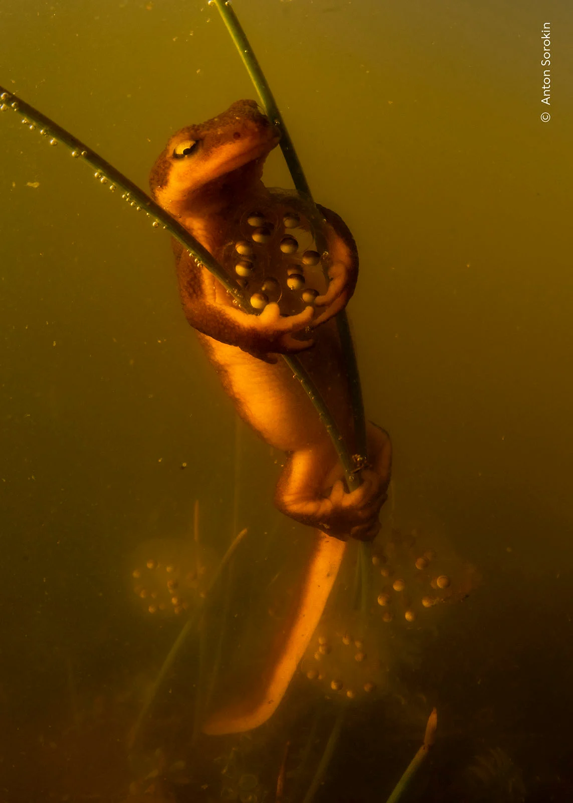 Wildlife Photographer of the Year 2026: Ölü Yavrusunu Taşıyan Fil Fotoğrafı Büyük Ödülü Kazandı 31 Bir semender, su altındaki bitki gövdelerine tutunurken ön uzuvları arasında küçük bir yumurta kümesini taşıyor.