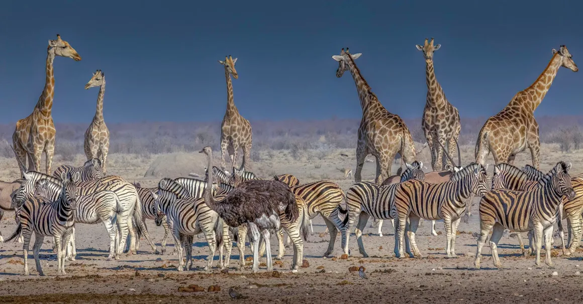 Remembering Giraffes: Dünyanın Önde Gelen Fotoğrafçıları Zürafalar İçin Bir Araya Geldi 17 Bir zebra sürüsü, bir grup zürafa ve bir devekuşu açık mavi gökyüzünün altında kuru ve tozlu bir düzlükte bir arada duruyor.