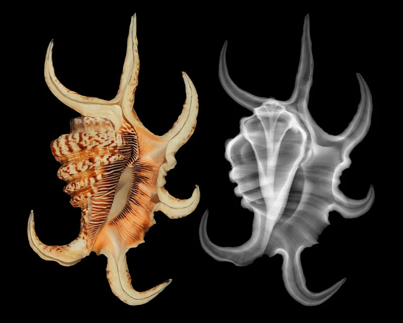 Bir spider conch deniz kabuğunun yan yana karşılaştırması; solda doğal örnek, sağda ise siyah arka plan üzerinde X-ray görüntüsü yer alıyor.