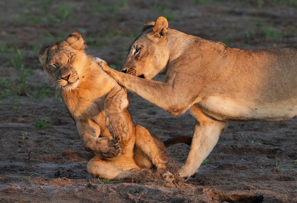Nikon Comedy Wildlife Awards 2026’nın En Komik 33 Karesi 21 Yetişkin bir dişi aslan, gözleri kapalı şekilde kumlu zeminde oturan yavru aslanı patisiyle hafifçe itiyor.