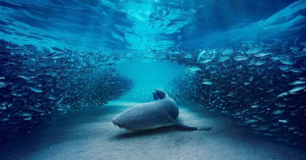 Blue Planet III, Yapay Zekâ Çağında “Gerçek Görüntü” Vurgusuyla Geliyor 1 Blue Planet III, Yapay Zekâ Çağında “Gerçek Görüntü” Vurgusuyla Geliyor
Bir köpekbalığı kumlu deniz tabanında dinlenirken çevresindeki yoğun küçük balık sürüsü iki yana ayrılıyor.