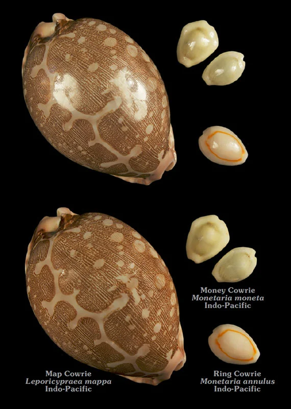 Solda Map Cowrie, sağda ise Money Cowrie ve Ring Cowrie deniz kabukları isimleriyle birlikte gösteriliyor.