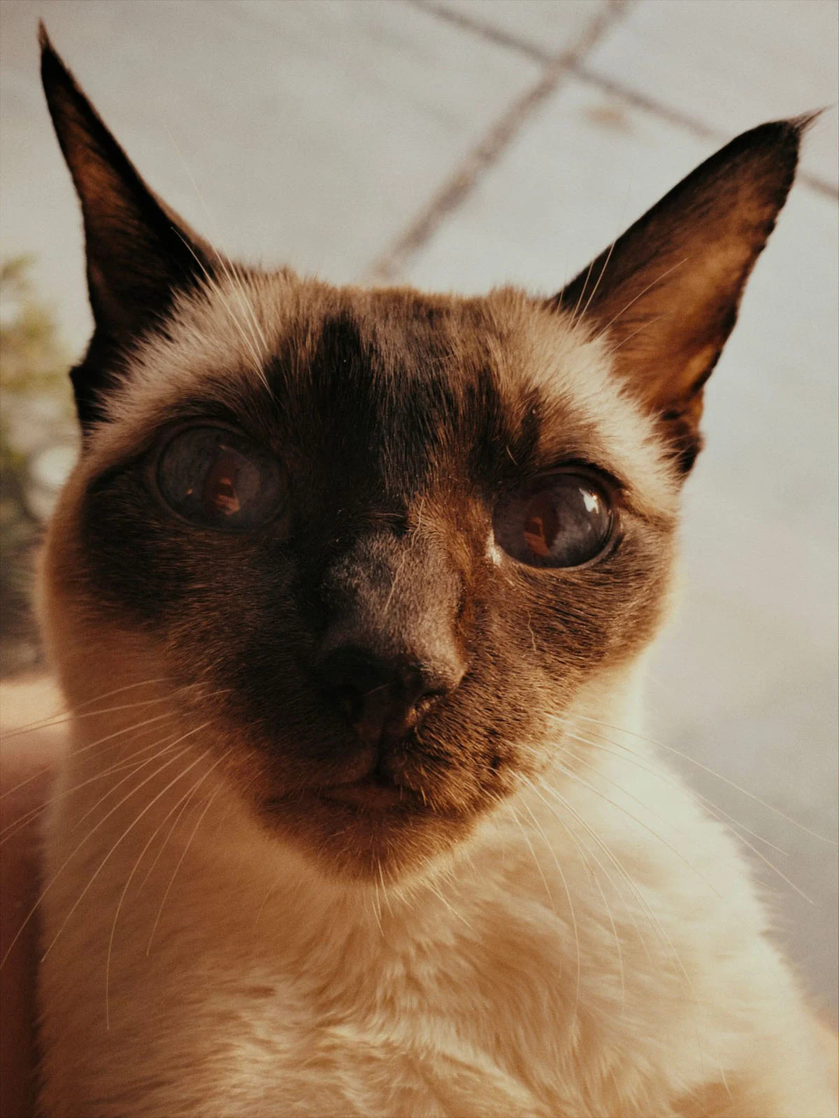 Halide 3.2, Apple’ın Yeni Değişken Diyaframını Daha da İleri Taşıyor 25 A close-up portrait of a Siamese cat with dark brown points and large, reflective eyes looking directly at the camera.