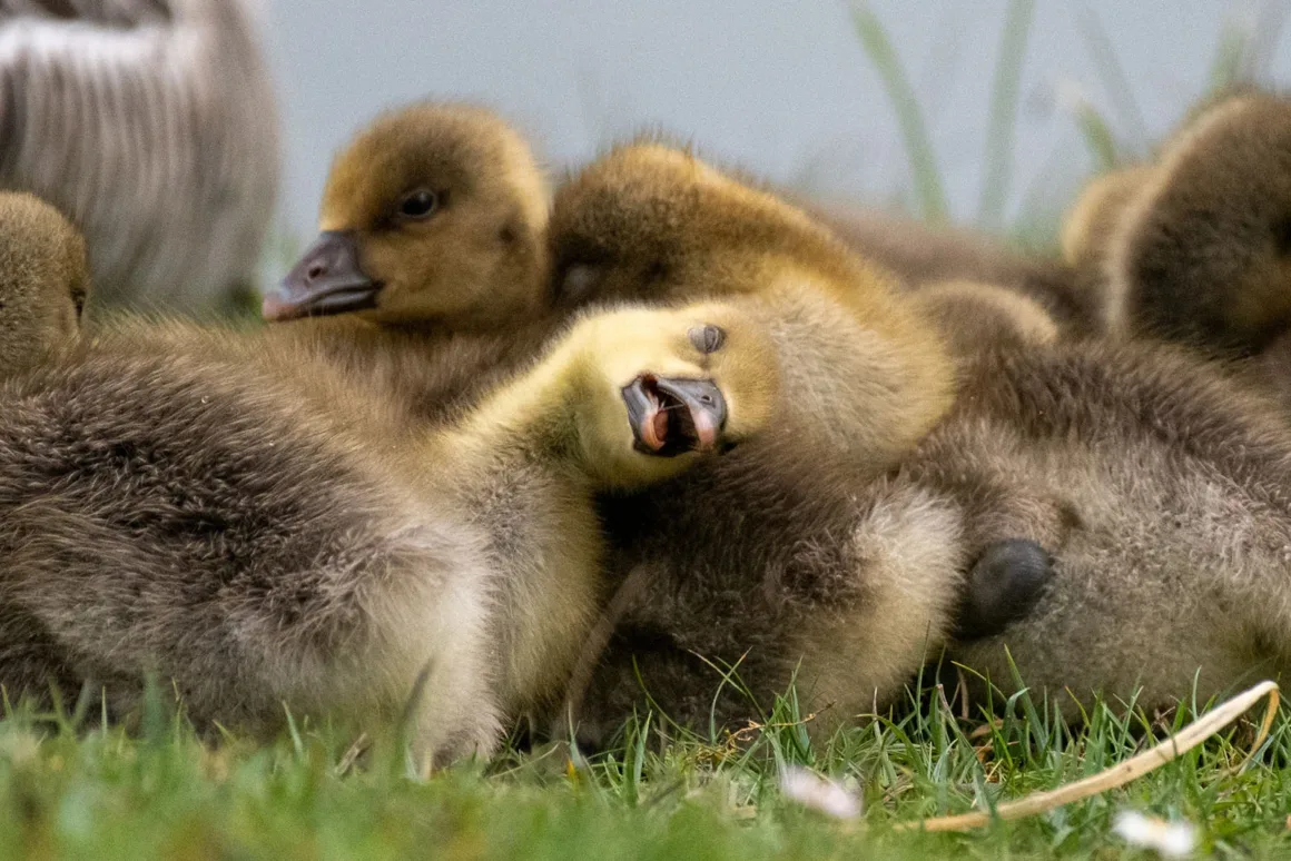 Nikon Comedy Wildlife Awards 2026’nın En Komik 33 Karesi 23 Çimenlerin arasında birbirine sokulmuş tüylü kaz yavruları; ortadaki yavru gagası açık şekilde dinleniyor.