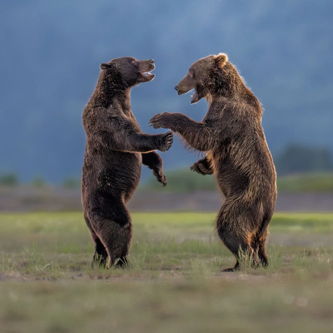 Nikon Comedy Wildlife Awards 2026’nın En Komik 33 Karesi 24 Çimenlik alanda arka ayakları üzerinde karşı karşıya duran iki kahverengi ayı oyun oynuyor ya da güreşiyor gibi görünüyor.