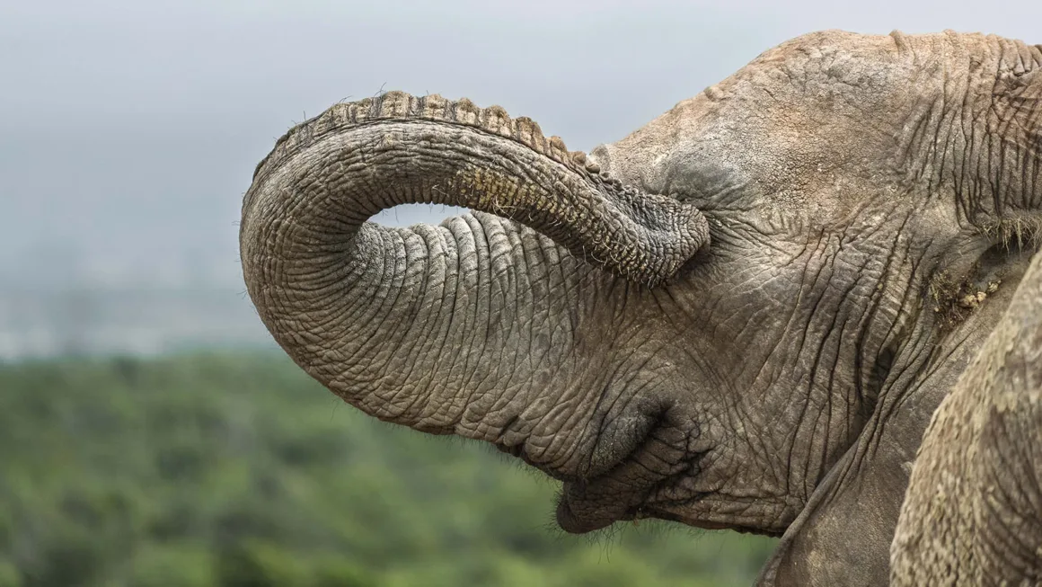 Nikon Comedy Wildlife Awards 2026’nın En Komik 33 Karesi 25 Bir filin hortumunu alnına doğru kıvırdığı yakın plan profil görüntüsü; arka planda bulanık yeşil manzara.