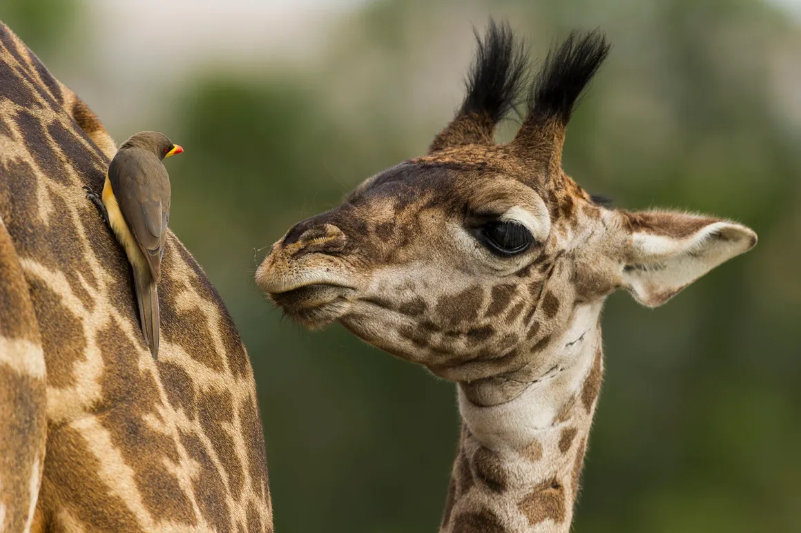 Remembering Giraffes: Dünyanın Önde Gelen Fotoğrafçıları Zürafalar İçin Bir Araya Geldi 18 Kırmızı gagalı bir sığır balıkçıl kuşu genç bir zürafanın sırtına konmuş; zürafa kuşa doğru bakıyor.